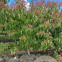 Heptacodium miconioides 150-175 cm draadkluit meerstammig 80-100 breed