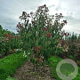 Heptacodium miconioides 200-225 cm draadkluit meerstammig