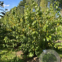 Lindera benzoin 175-200 cm draadkluit meerstammig