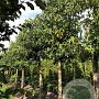Liquidambar styraciflua 30-35 HO draadkluit