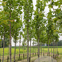 Liriodendron t. 'Fastigiatum' 14-16 HO draadkluit