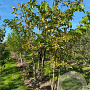 Morus alba 250-300 cm draadkluit meerstammig