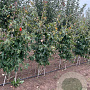 Parrotia persica 175-200 cm draadkluit meerstammig