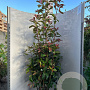 Photinia fraseri 'Red Robin' 150-175 cm met kluit