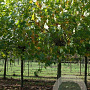 Platanus hispanica 20-25 HO draadkluit