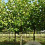 Platanus hispanica 25-30 HO draadkluit