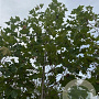 Platanus hisp. 'Pyramidalis' 16-18 HO draadkluit