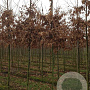 Quercus petraea 12-14 HO draadkluit