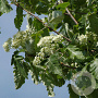 Sorbus thur. 'Fastigiata' 18-20 HO draadkluit