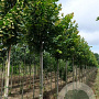 Tilia plat. 'Rubra' 14-16 HO draadkluit