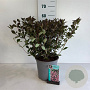 Weigela florida 'Foliis Purpureis' 50-60 cm 6,5L