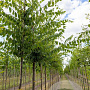 Zelkova serrata 150-175 cm draadkluit meerstammig