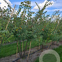 Zelkova serrata 175-200 cm draadkluit meerstammig