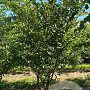 Zelkova serrata 200-250 cm draadkluit meerstammig