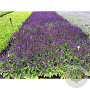 Salvia nem. 'Mainacht' GM P9