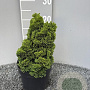 Chamaecyparis o. 'Nana Gracilis' 15-20 cm 2,0L