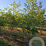 Juglans regia 'Lara' 250-300 cm draadkluit meerstammig