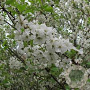 Prunus gondouinii 'Schnee' 20-25 cm draadkluit 225 cm stam boven vered.