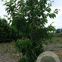 Prunus yedoensis 200-250 cm draadkluit meerstammig