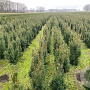 Taxus media 'Hicksii' 50-60 cm met kluit