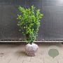 Taxus media 'Hicksii' 50-60 cm met kluit