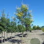 Koelreuteria paniculata 8-10 HO draadkluit