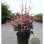Berberis thunb. 'Harlequin' 25-30 cm 3,5L