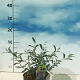 Buddleja d. 'Nanho Blue' 40-50 cm 3,0L