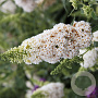 Buddleja d. 'Summer Bird White' 30-40 cm 3,0L