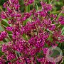 Callicarpa bodinieri giraldii 30-40 cm 3,0L
