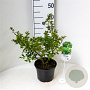 Ilex crenata 'Green Lustre' 25-30 cm 3,5L