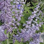 Perovskia atripl. 'Prime Time' 30-40 cm 3,0L