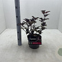 Physocarpus opulif. 'Diabolo' 30-40 cm 3,0L