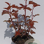 Physocarpus opulif. Lady in Red 30-40 cm 3,0L