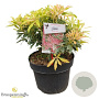 Pieris 'Flaming Silver' 30 cm 5,0L