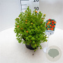 Potentilla f. 'Red Ace' 25-30 cm 3,5L