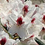 Rhododendron Hachmann's Picobello 50-60 cm 10L