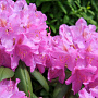 Rhododendron (AI) 'Peter Ann' 25-30 cm 3,5L