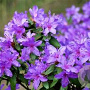 Rhododendron 'Ramapo' 25-30 cm 3,5L