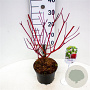 Cornus alba 'Sibirica' 40-60 cm 3,0L