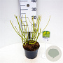 Cornus sericea 'Flaviramea' 40-60 cm 3,0L