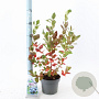 Vaccinium c. 'Duke' 30-40 cm 3,0L