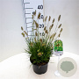 Pennisetum al. 'Little Bunny' 25-30 cm 3,5L