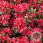 Azalea (J) 'Toreador' 70-80 cm 40L