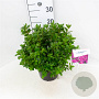 Azalea (J) 'Violetta' 25-30 cm 4,0L