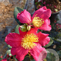 Camellia sasanqua 'Yuletide' 40-50 cm 5,0L