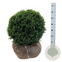 Taxus media 'Groenland' 45-50 cm met kluit bol extra
