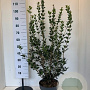 Osmanthus heterophyllus 100-120 cm 10L