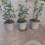 Quercus ilex 40-60 cm 5,0L