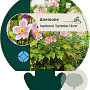 Anemone h. 'September Charm' GM P9